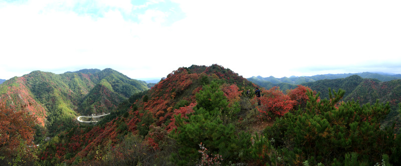 紅葉