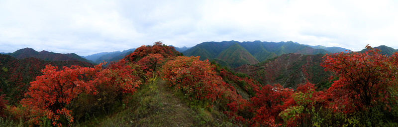 紅葉