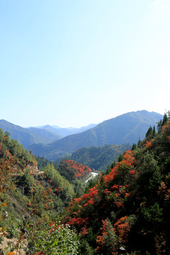 秋景