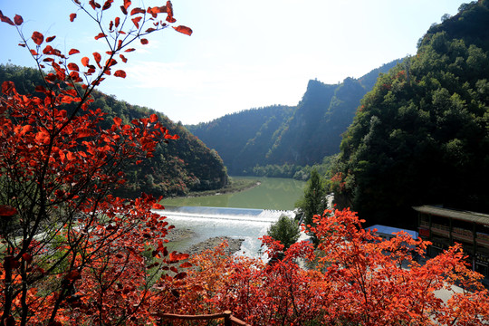 紅葉