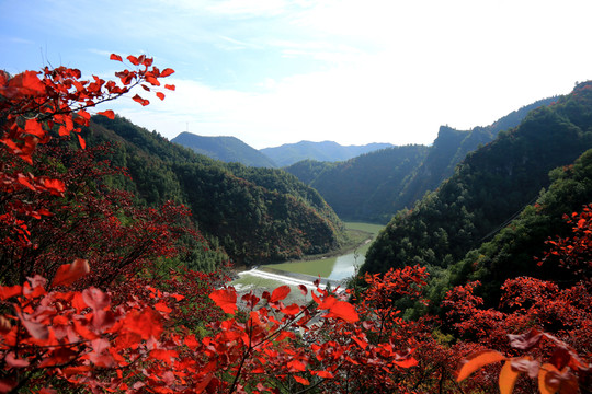 紅葉