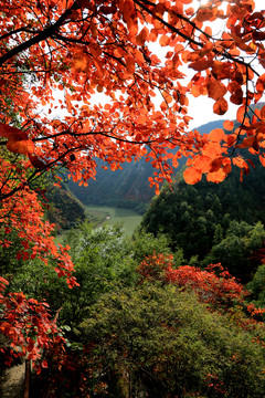 紅葉
