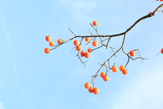 柿子
