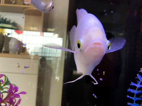 熱帶魚 觀賞魚
