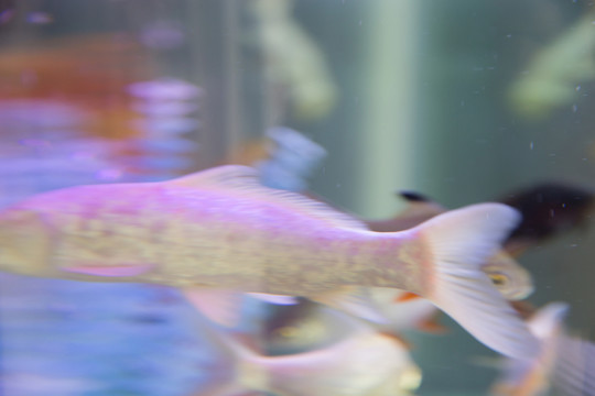 熱帶魚 觀賞魚