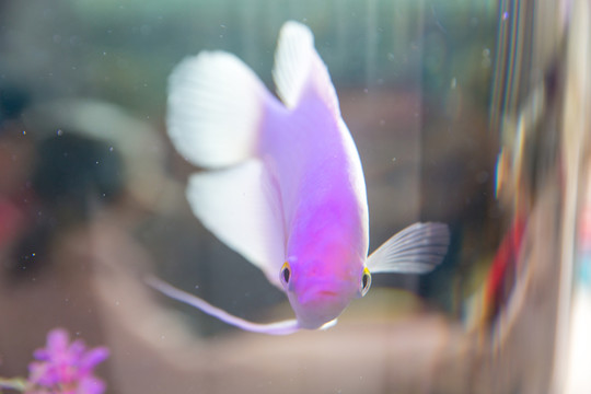 熱帶魚 觀賞魚