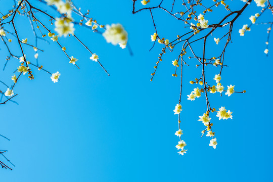 臘梅花