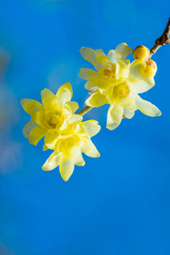 臘梅花