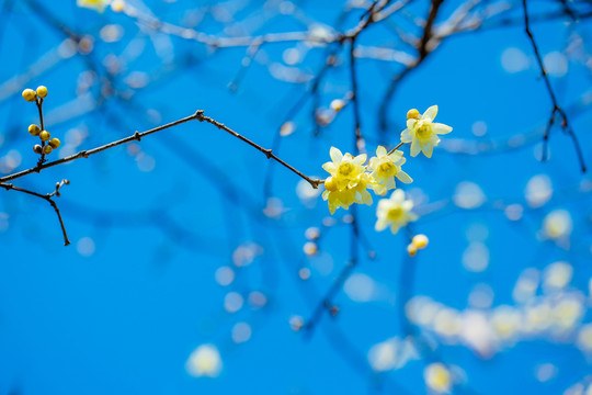 臘梅花