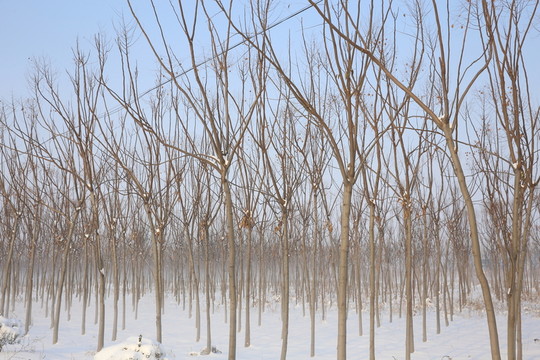 雪中樹林