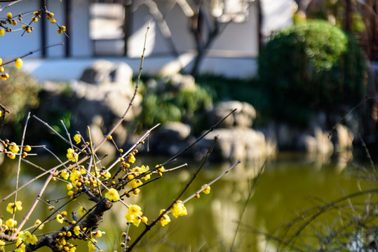 瞻園園林景觀