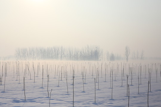 雪中樹林