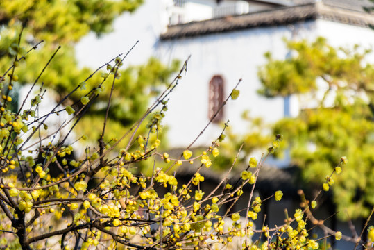 瞻園園林景觀