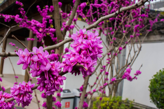 景區(qū)花卉素材
