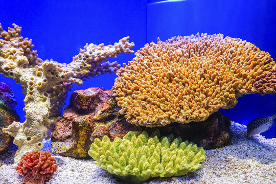 海底世界 魚缸背景