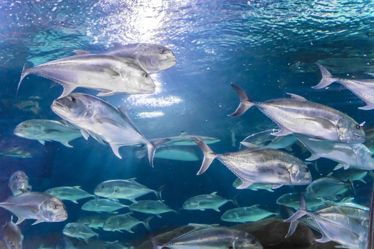 深海魚群 海魚海洋生物 觀賞魚