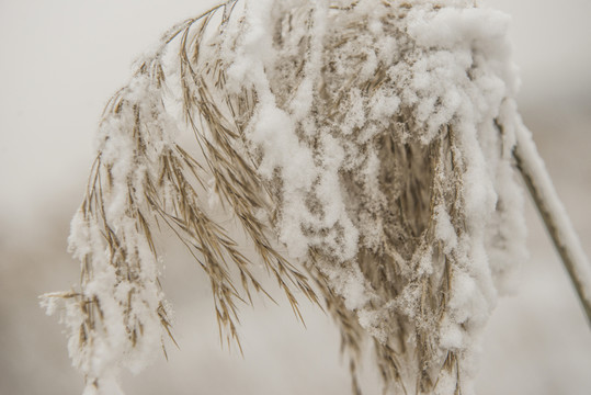 雪花