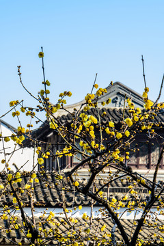 瞻園臘梅花開(kāi)