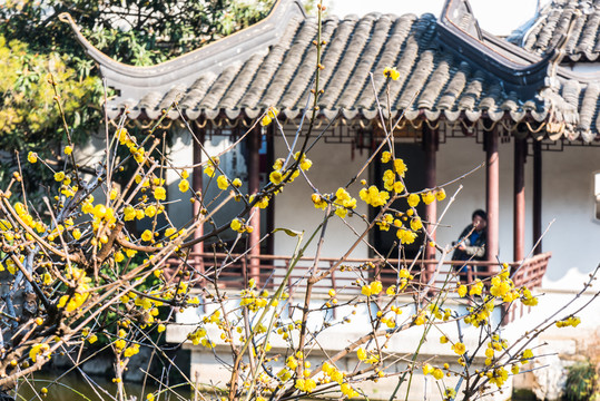 瞻園臘梅花開(kāi)