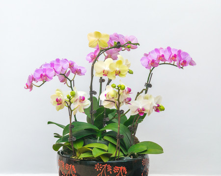 進(jìn)口蝴蝶蘭
