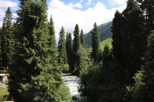 樹林清泉