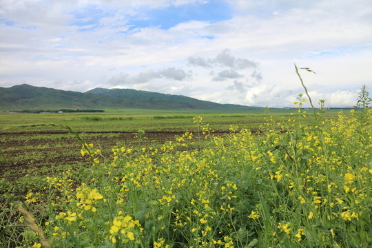 油菜花 油菜田