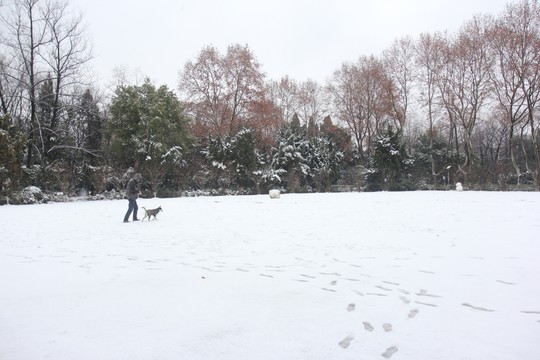 帶狗漫步