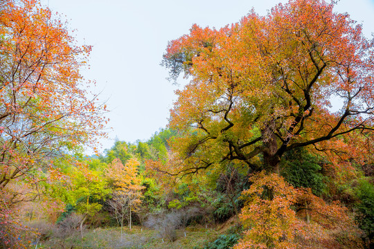梅嶺楓樹(shù)