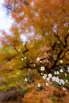 紅楓白梅