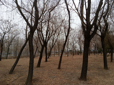 樹(shù)林