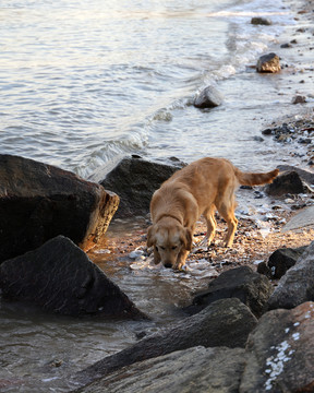 海邊金毛狗犬