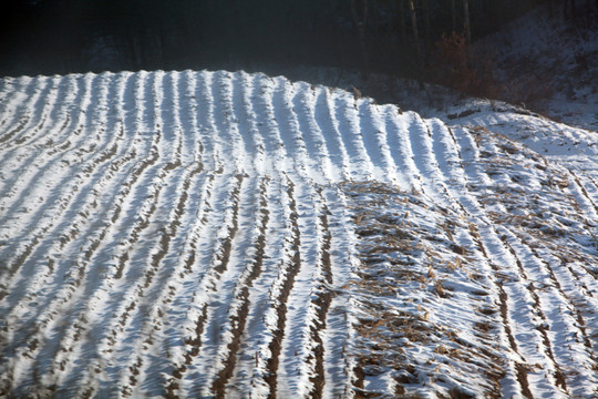雪野