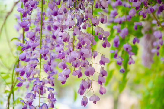 紫藤花