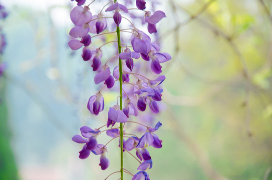 紫藤花