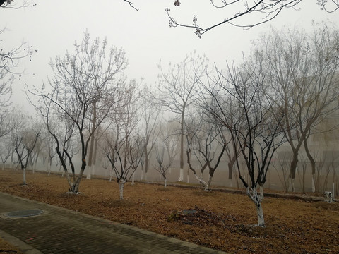 霧