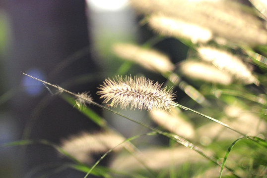 田間狗尾巴草