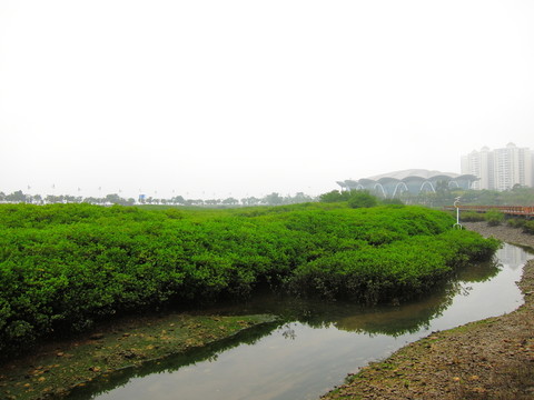 紅樹林