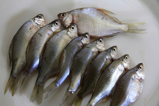 鳑鲏魚