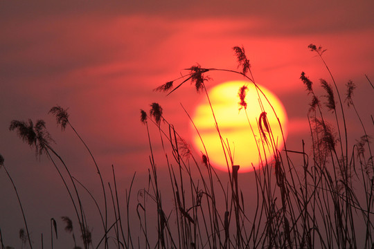 夕陽蘆葦