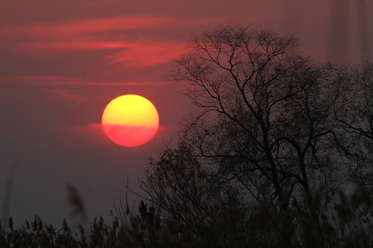 夕陽(yáng)樹木