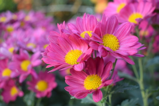 小菊花
