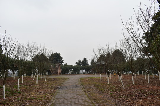 天空小樹林