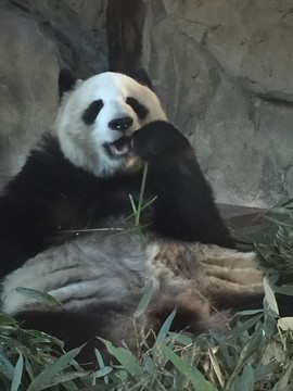 熊貓