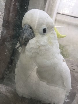 鸚鵡