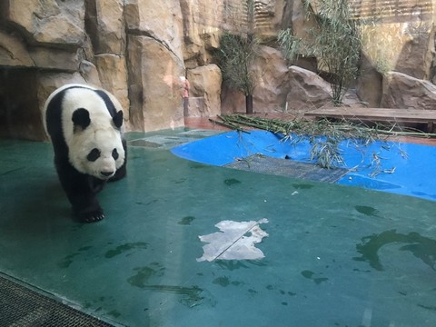 熊貓