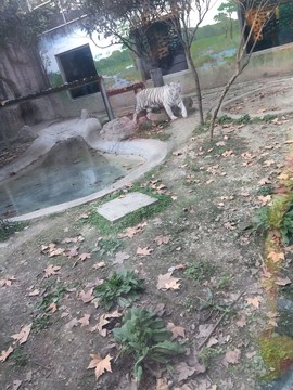 白虎