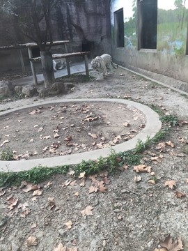 虎
