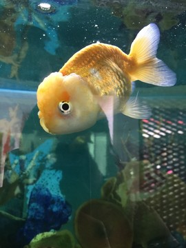金魚