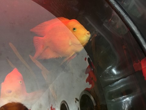 魚