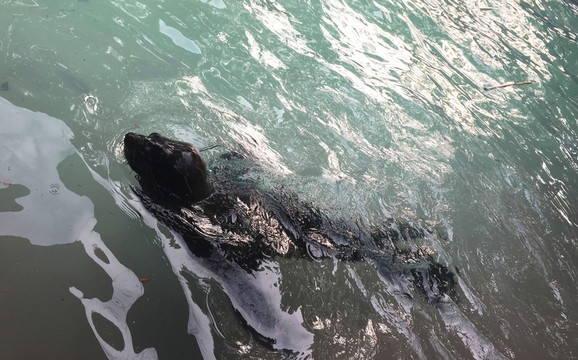 海獅